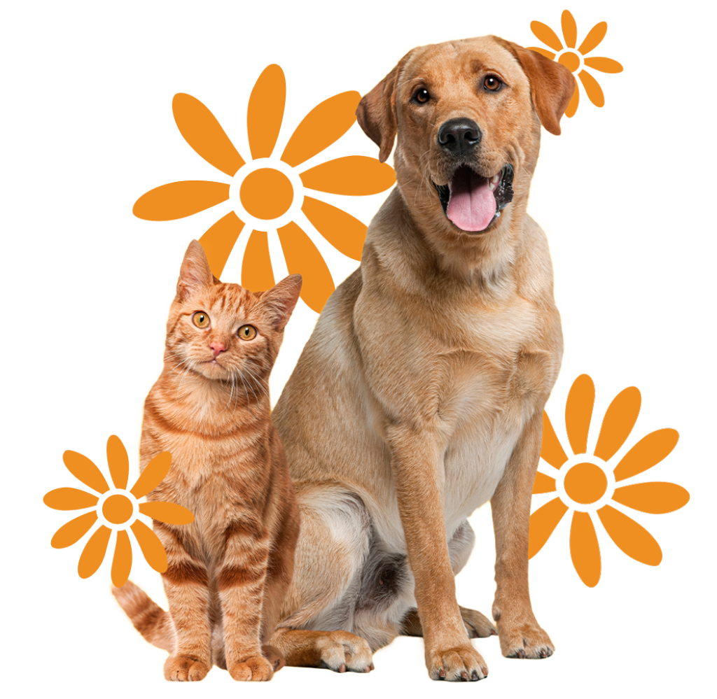 boarding-beau-s-pet-hotel