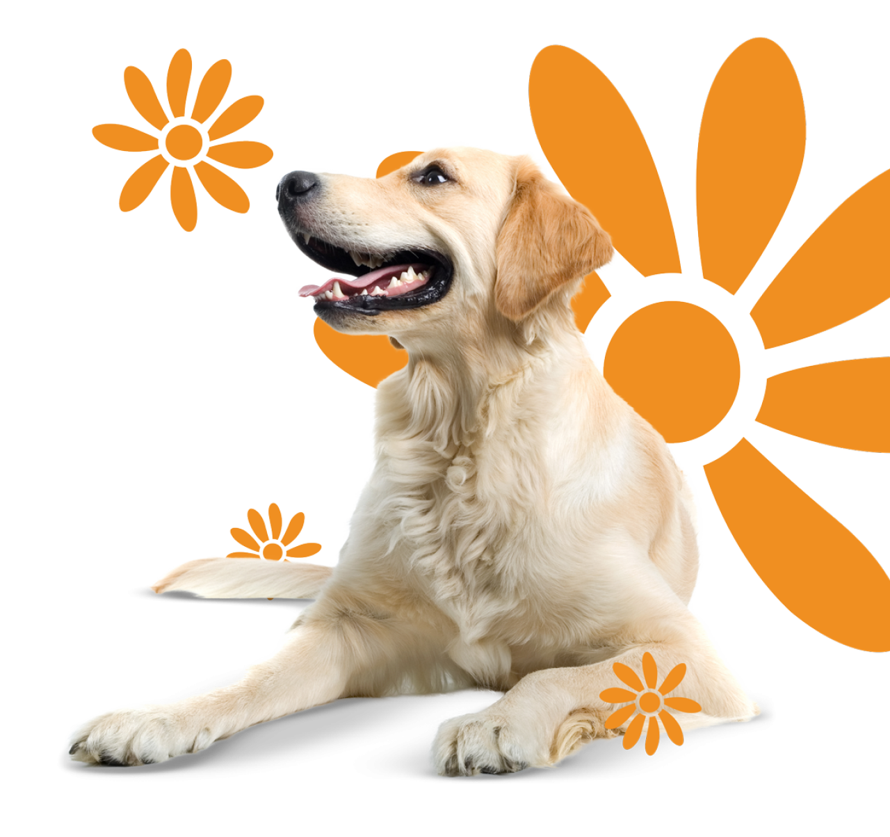 Dogs Beau's Pet Hotel