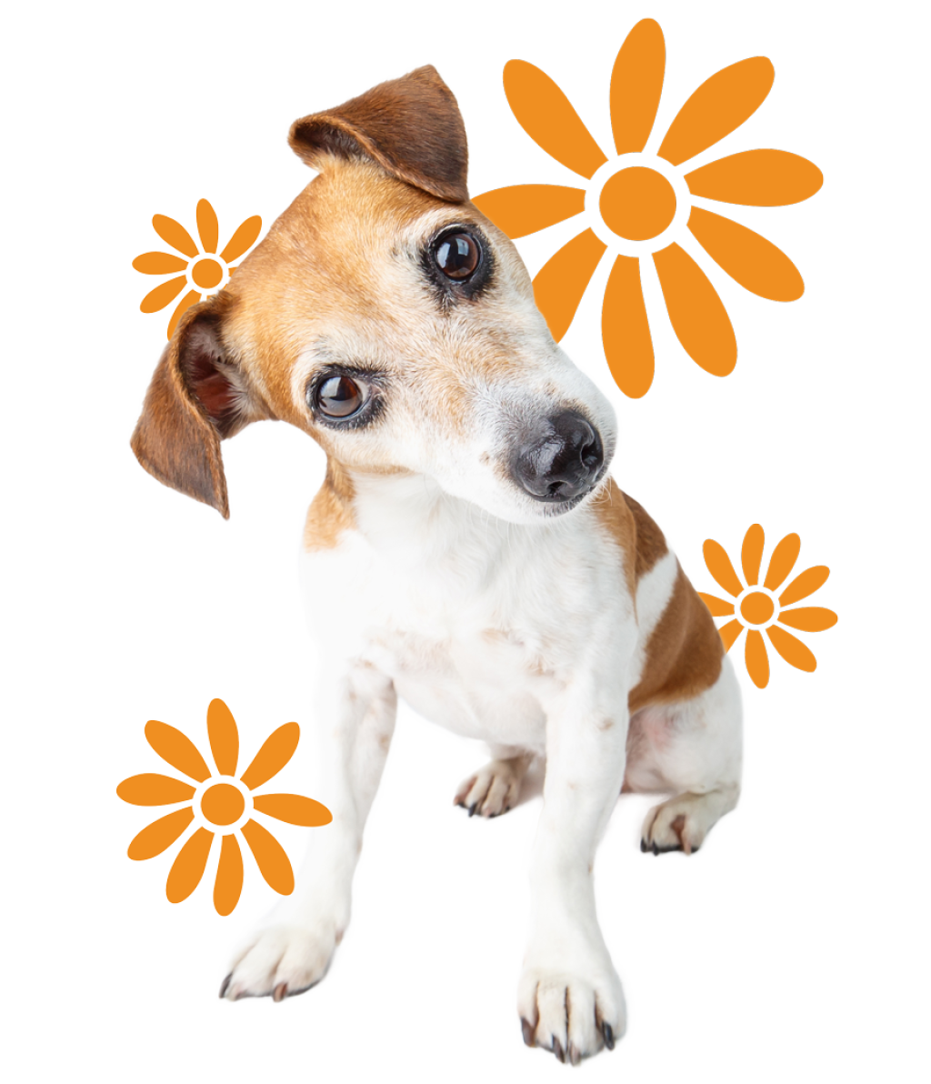 FAQs Beau s Pet Hotel faqs-beau-s-pet-hotel