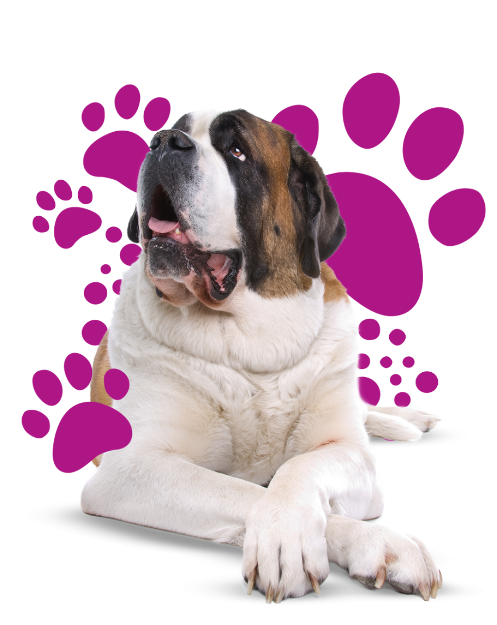 level-1-training-beau-s-pet-hotel