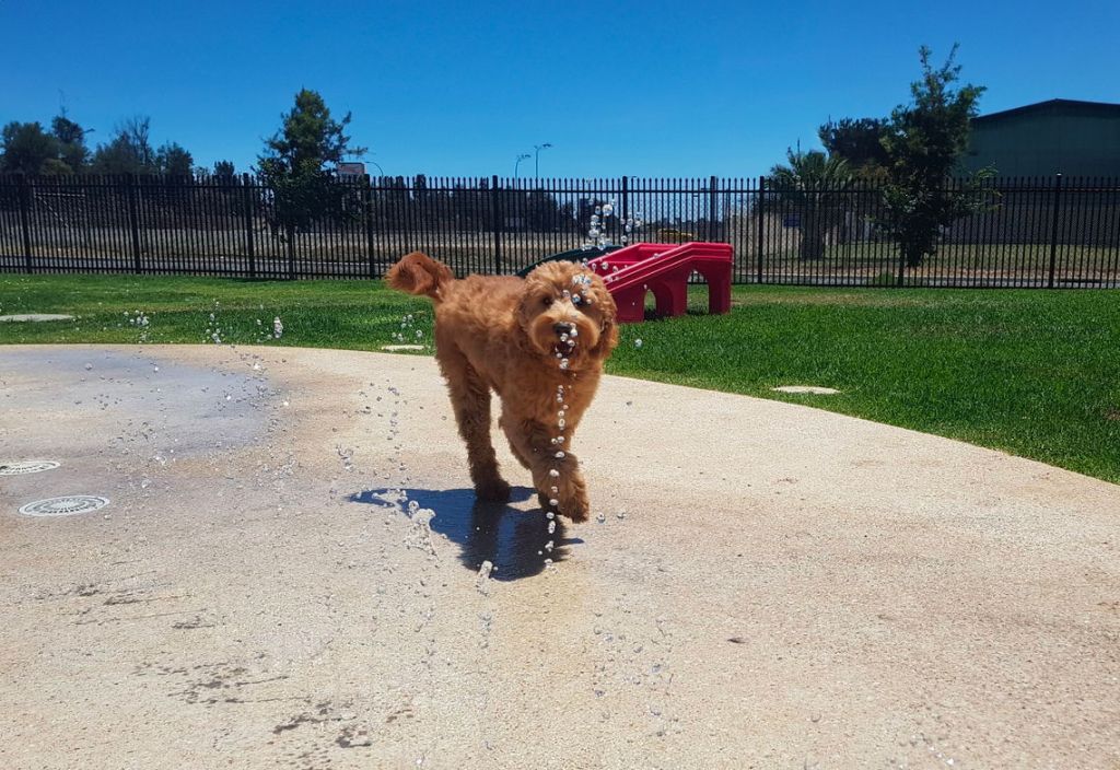 Puppy School Beau's Pet Hotel