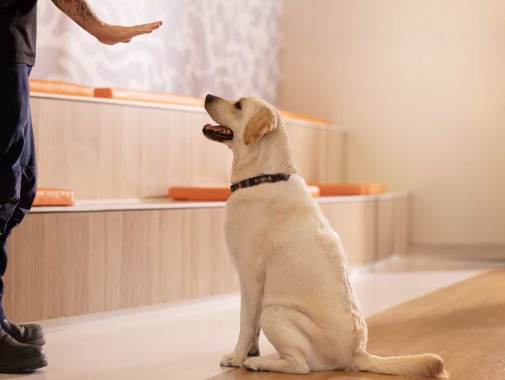 Training Beau's Pet Hotel