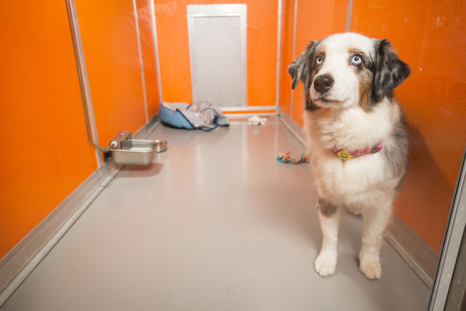 Classic Suite Beau's Pet Hotel