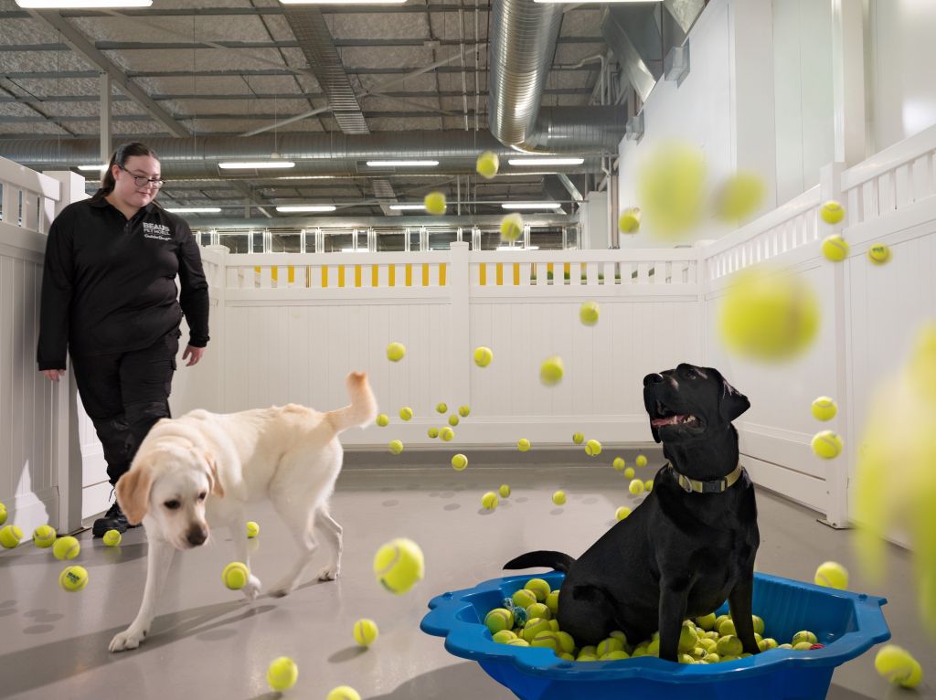 DayCare Beau's Pet Hotel