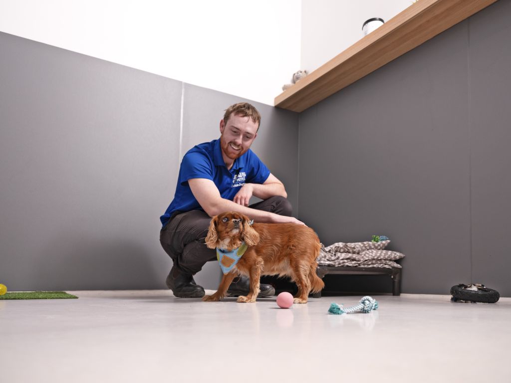 Deluxe Suite Beau's Pet Hotel