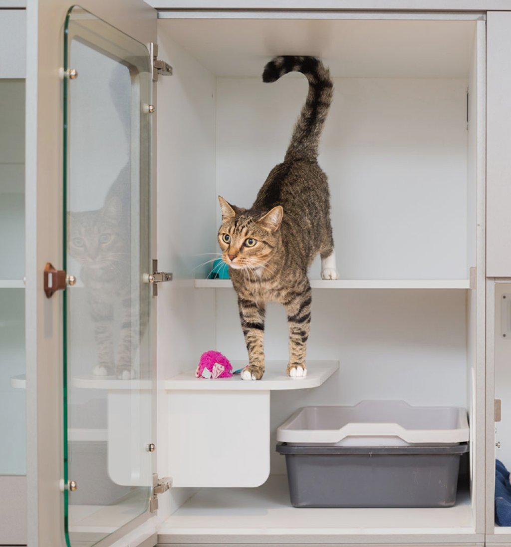 Cats Beau's Pet Hotel