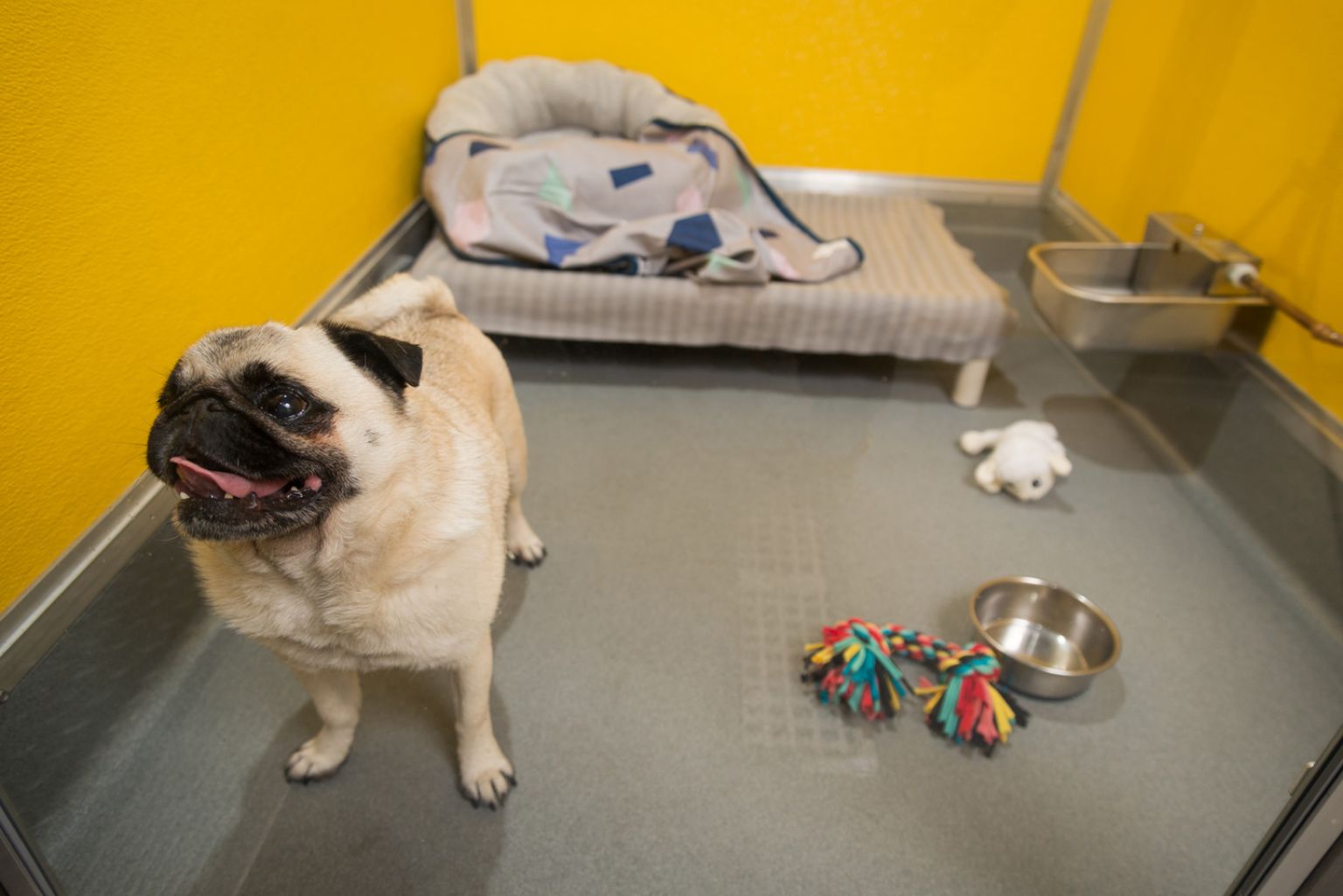 Short Stay Suite Beau's Pet Hotel